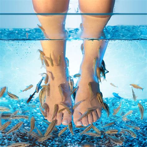 Jim San Filippo, from the Center for Surgical Dermatology in Westerville, recently spoke with NBC4&39;s Tom Sussi about the new trend of fish pedicures. . Fish pedicure near me